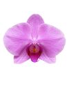 phalaenopsis-pot-minneapolis-pink-105108-2