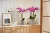 phalaenopsis-para-maceta-minneapolis-rosa-105108-1