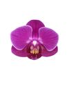 phalaenopsis-para-maceta-merida-violeta-105125-0