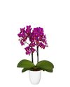 phalaenopsis-para-maceta-merida-violeta-105125-1