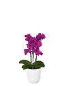 phalaenopsis-para-maceta-merida-violeta-105125-2