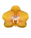 phalaenopsis-potplanten-las-vegas-oranje-105134-3