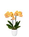 phalaenopsis-potplanten-las-vegas-oranje-105134-4