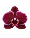 phalaenopsis-pot-montpellier-red-105263-2