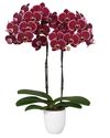 phalaenopsis-pot-montpellier-red-105263-3