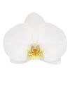 phalaenopsis-para-maceta-nottingham-blanco-105301-1