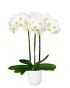 phalaenopsis-para-maceta-nottingham-blanco-105301-2