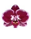 phalaenopsis-potplanten-angers-rood-105319-0