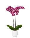 phalaenopsis-potplanten-angers-rood-105319-1