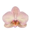 phalaenopsis-potplanten-varese-koper-105351-0