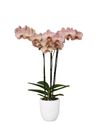 phalaenopsis-para-maceta-varese-cobre-105351-1