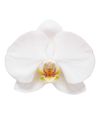 phalaenopsis-potplanten-adelaide-wit-105369-0