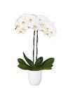 phalaenopsis-potplanten-adelaide-wit-105369-1