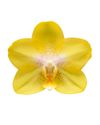 phalaenopsis-potplanten-arezzo-geel-105417-0