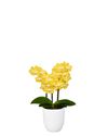 phalaenopsis-para-maceta-arezzo-amarillo-105417-1