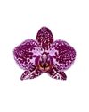 phalaenopsis-potplanten-cadiz-rood-105551-0