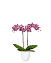 phalaenopsis-potplanten-cadiz-rood-105551-1