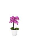 phalaenopsis-pot-hamburg-pink-105652-1