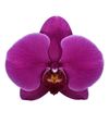phalaenopsis-pot-queenstown-purple-105686-0