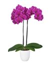 phalaenopsis-pot-queenstown-purple-105686-1