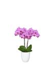 phalaenopsis-potplanten-stuttgart-roze-105698-1