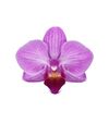 phalaenopsis-pot-stuttgart-pink-105698-0