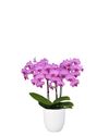phalaenopsis-pot-stuttgart-pink-105698-2