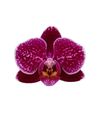 phalaenopsis-pot-toluca-purple-105701-0
