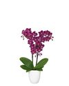 phalaenopsis-pot-toluca-purple-105701-1