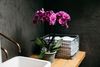 phalaenopsis-pot-durban-purple-105730-1