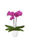 phalaenopsis-pot-durban-purple-105730-3