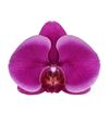 phalaenopsis-para-maceta-durban-violeta-105730-2