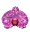 phalaenopsis-pot-prague-pink-105791-0