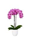 phalaenopsis-para-maceta-prague-rosa-105791-1
