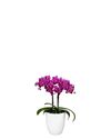 phalaenopsis-potplanten-bogota-paars-105822-2