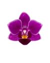 phalaenopsis-para-maceta-bogota-violeta-105822-0