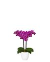 phalaenopsis-para-maceta-bogota-violeta-105822-1