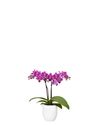 phalaenopsis-potplanten-caracas-paars-105825-1