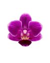 phalaenopsis-pot-caracas-purple-105825-0