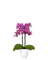 phalaenopsis-para-maceta-caracas-violeta-105825-2