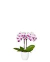 phalaenopsis-potplanten-linz-wit-105827-3