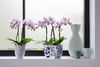 phalaenopsis-pot-linz-white-105827-0
