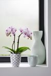 phalaenopsis-para-maceta-linz-blanco-105827-1