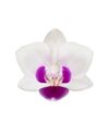 phalaenopsis-para-maceta-linz-blanco-105827-2
