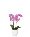 phalaenopsis-potplanten-fredrikstad-roze-105829-1