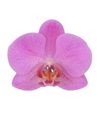 phalaenopsis-para-maceta-fredrikstad-rosa-105829-0
