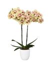 phalaenopsis-para-maceta-albufeira-amarillo-105914-1