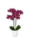 phalaenopsis-potplanten-colmar-rood-105944-1