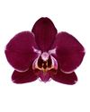 phalaenopsis-para-maceta-colmar-rojo-105944-0