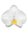 phalaenopsis-potplanten-oxford-wit-105956-1